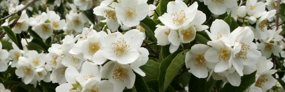 Philadelphus banner 02